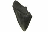 Partial Fossil Megalodon Tooth - South Carolina #168922-1